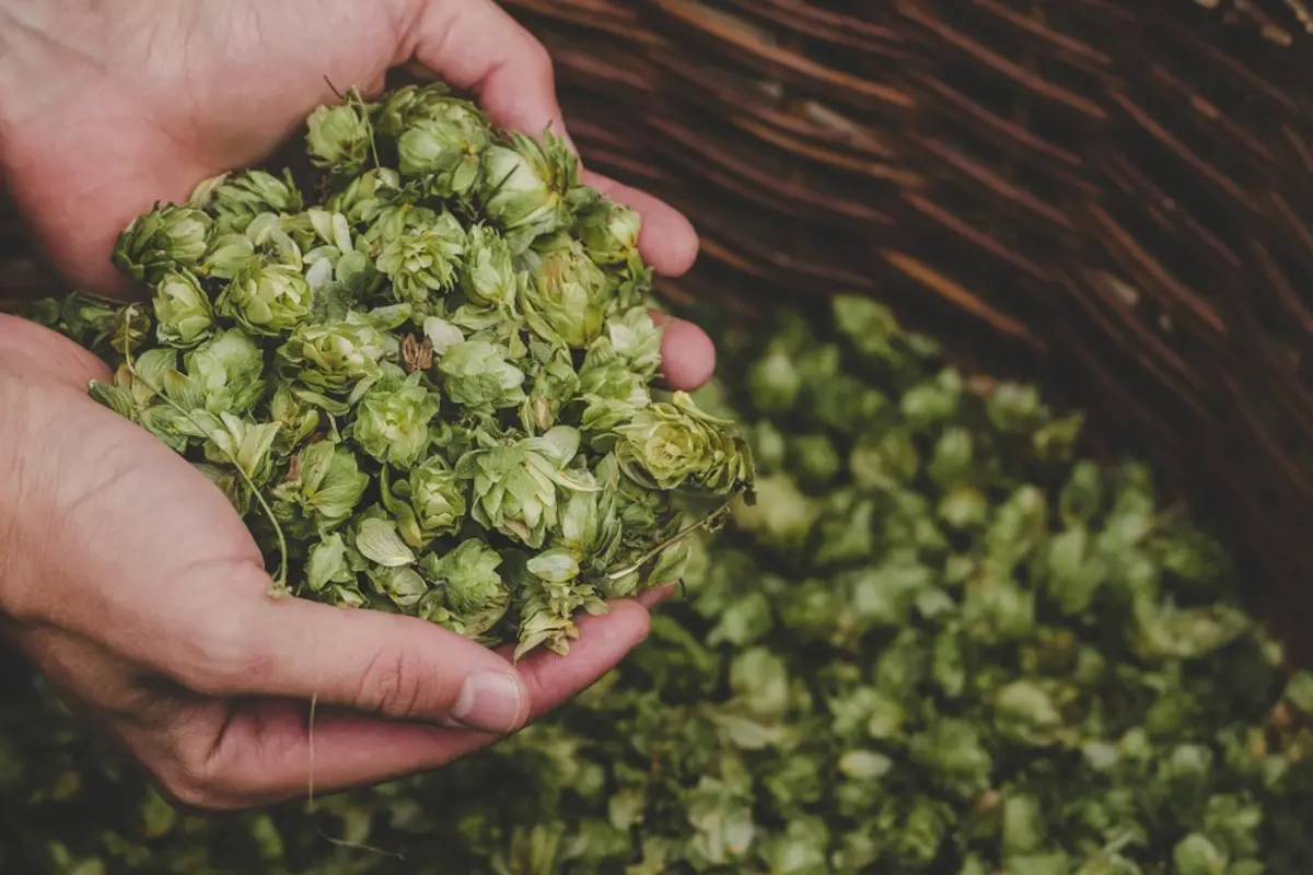 cannabis buds