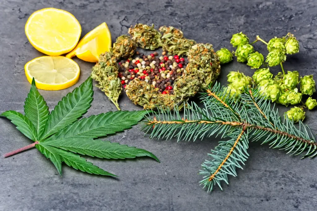 cannabis plant with a lemon slice and pepper grains