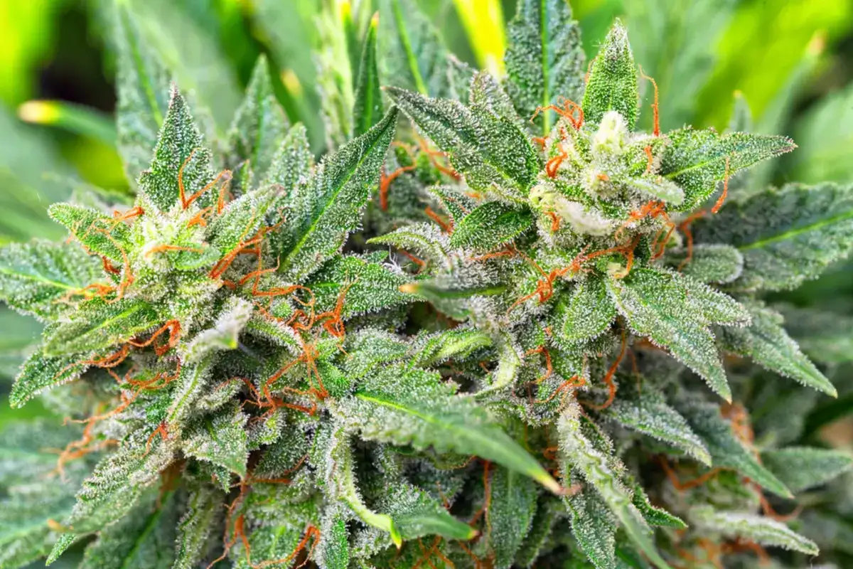 Close up of a cannabis plant