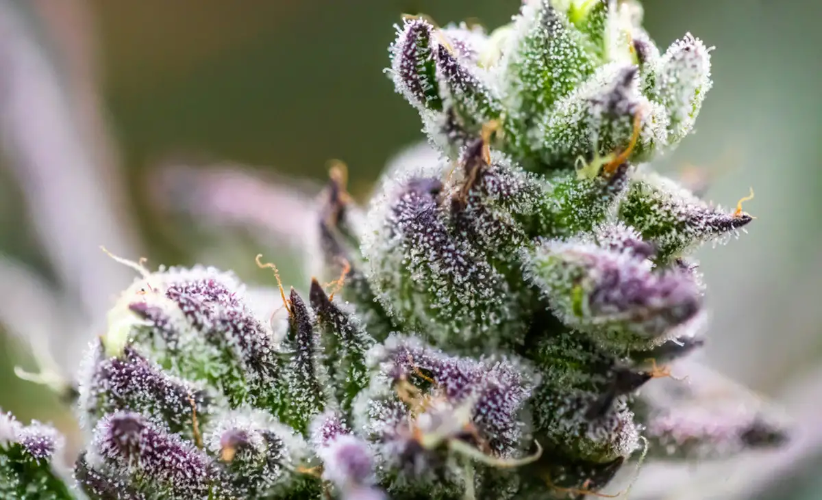 Close up of cannabis flower