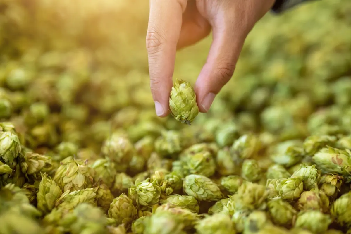 Person is picking up a bunch of green hops