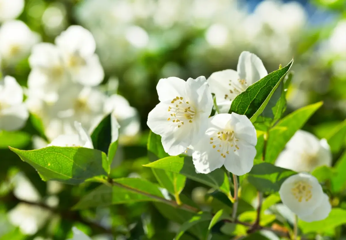 White flowers on a branch with green leaves