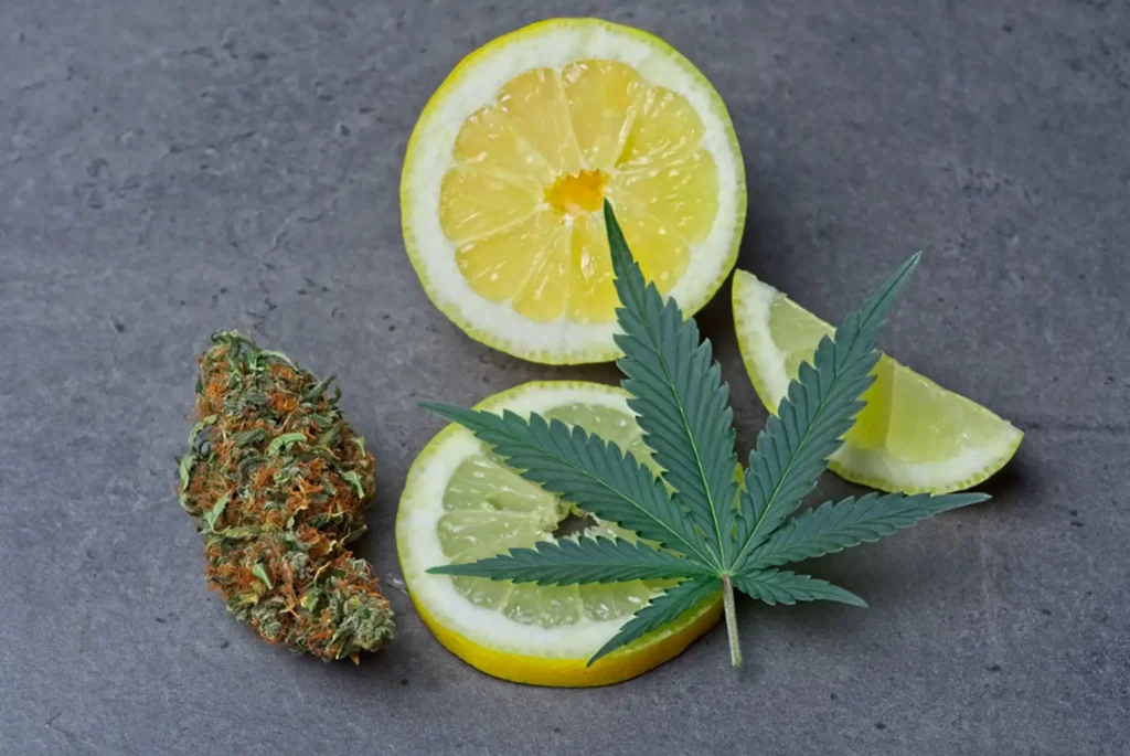 cannabis leaf and lemon slices