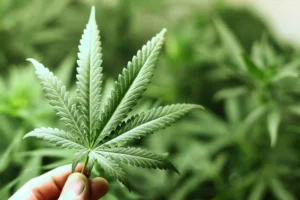 Legal cannabis