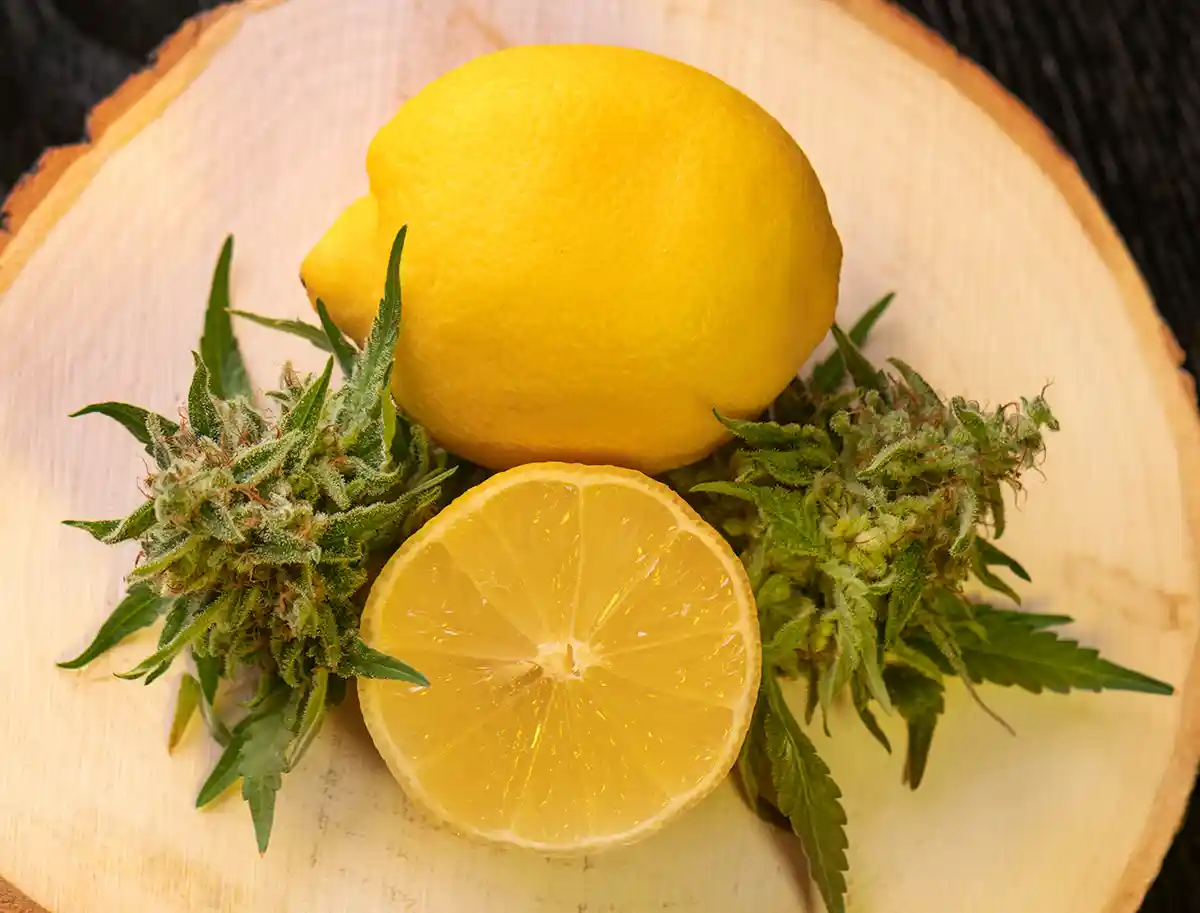 cannabis leaves and lemons