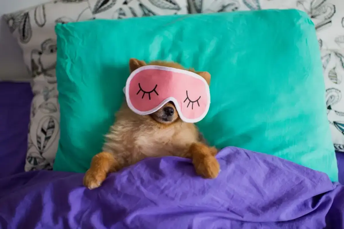 Pampered dog with a sleeping mask