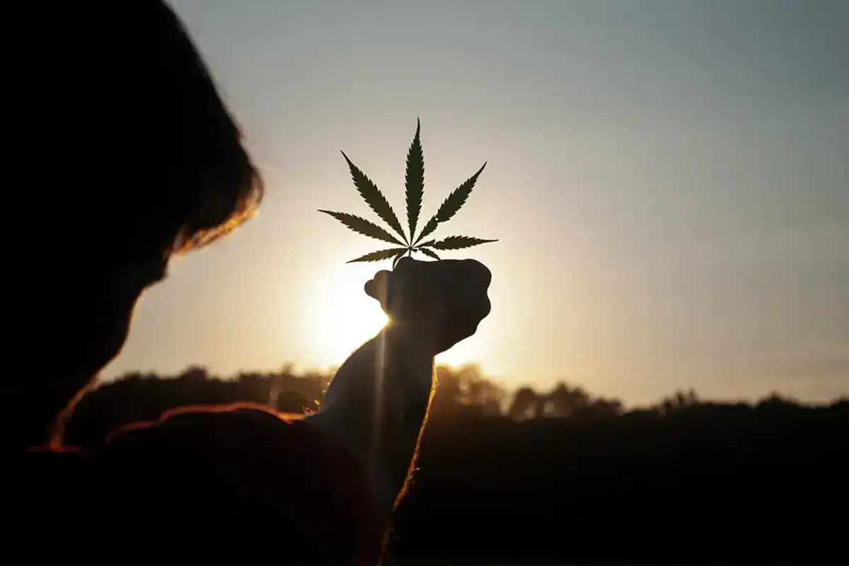 Cannabis Plant holding on the sun