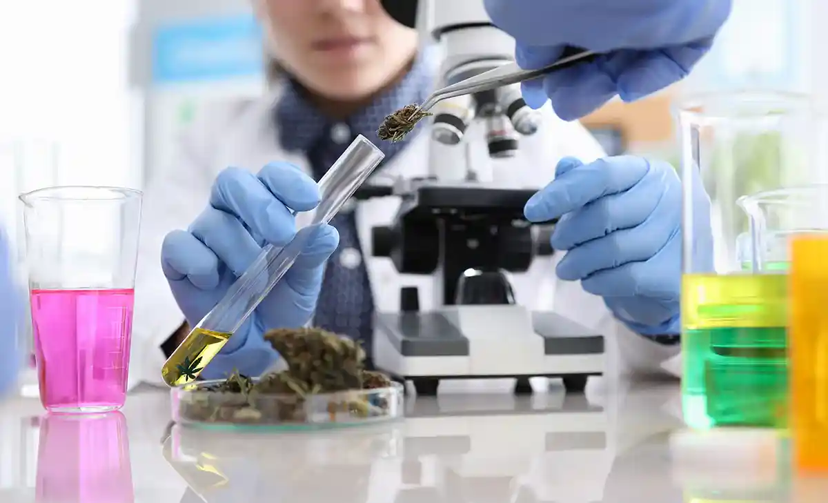 Scientist testing cannabis leaves