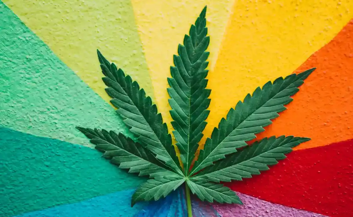 Cannabis leaf on a multicolor surface