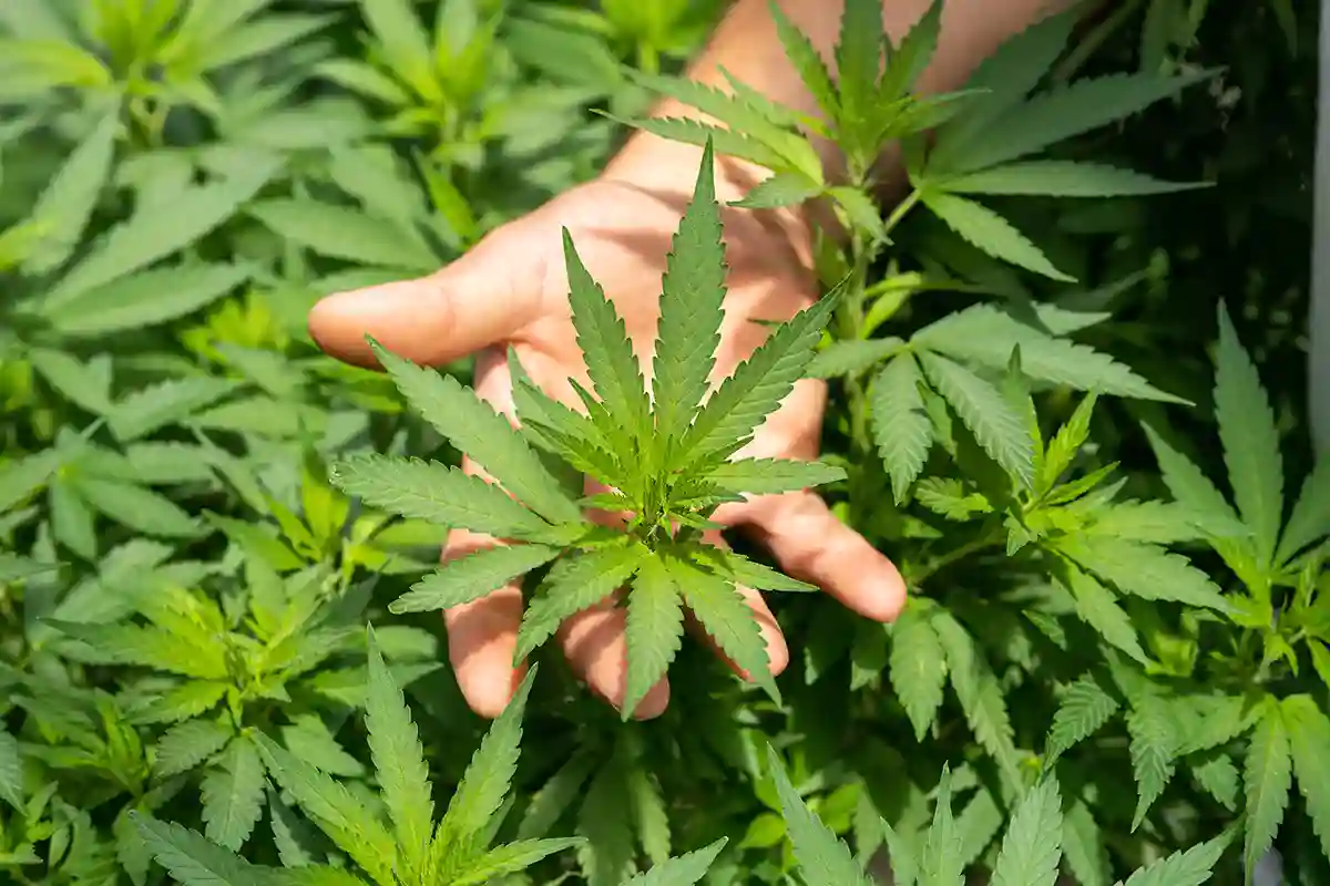 Close up of a hand holding a cannabis plant