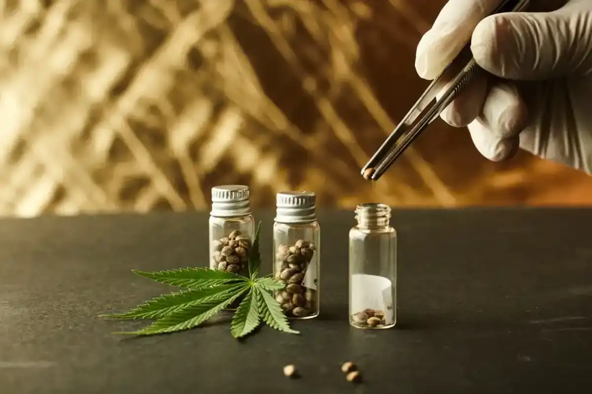 A Surgical Glove Hand Using Tweezers Placing Cannabis Seeds Into Bottle