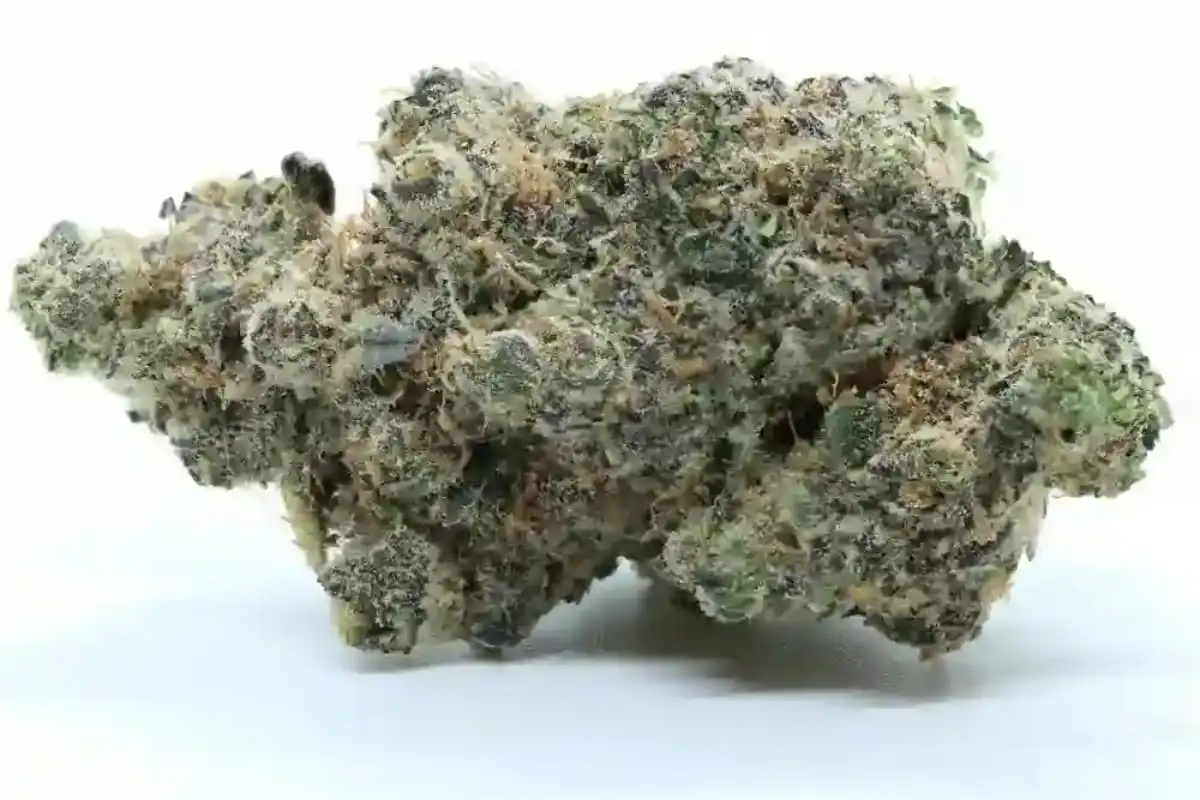Macro Shot Of Dried Cookies N Cream Cannabis Flower