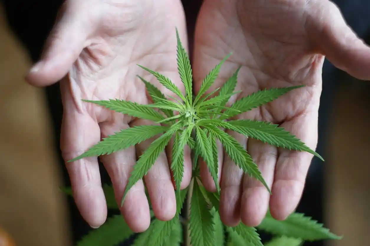 Marijuana Plant in Hands
