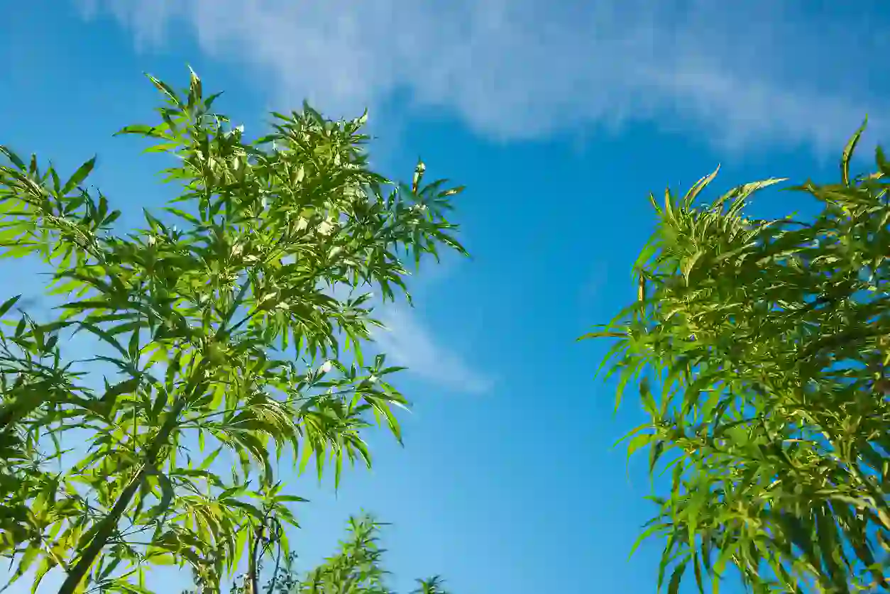Outdoor Shot Cannabis Plants