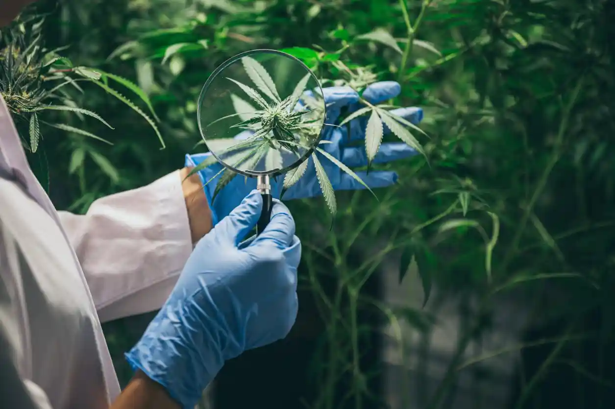 A person taking a closer look at some marijuana plants with a magnifying glass