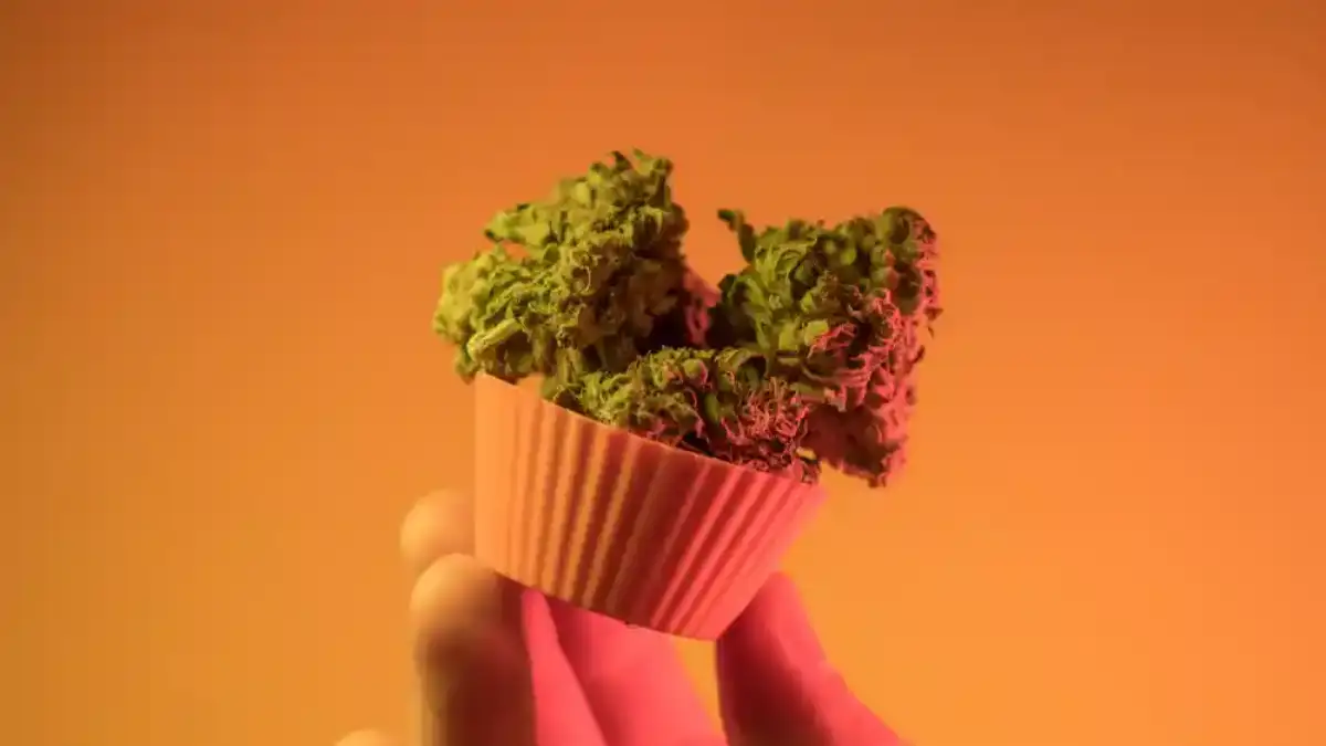 Cannabis buds in a paper pot