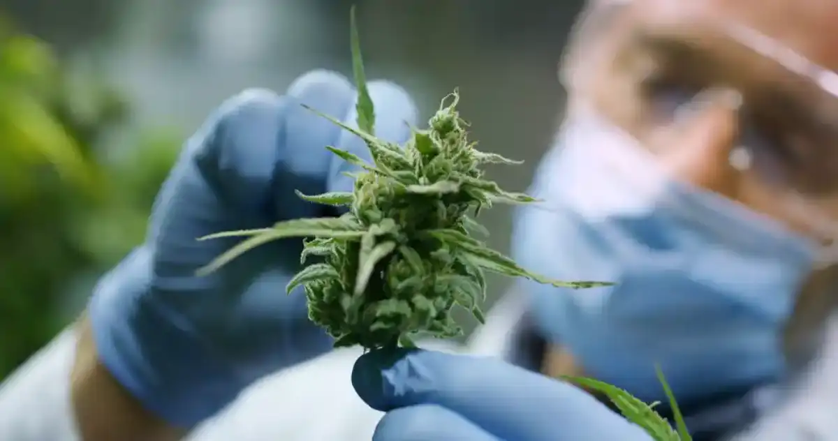 close up of cannabis plant