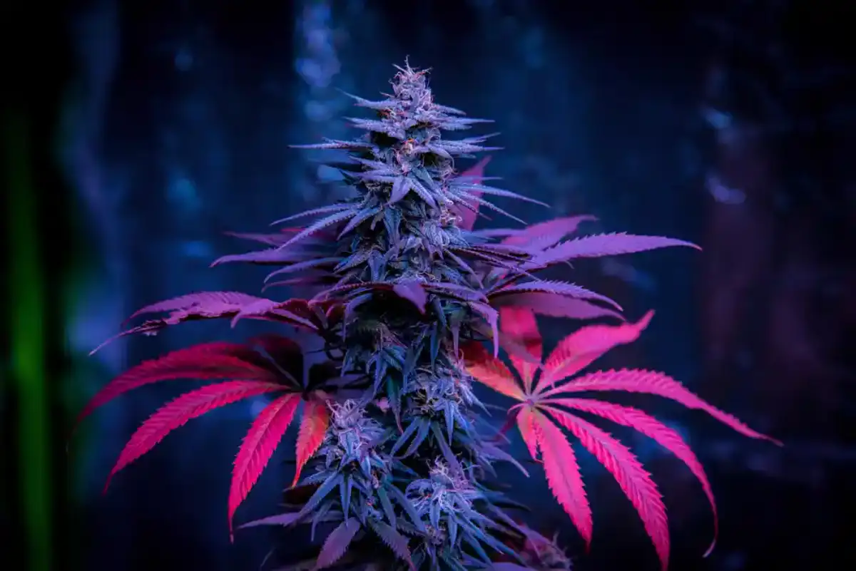 Purple Kush Cannabis Flower Close up