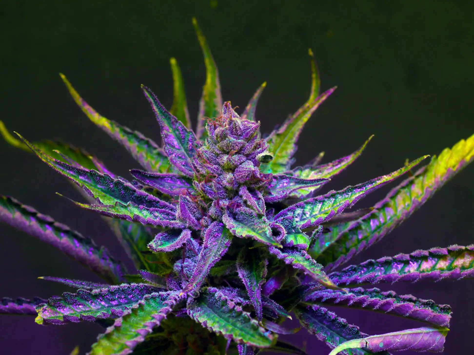 purple cannabis plant