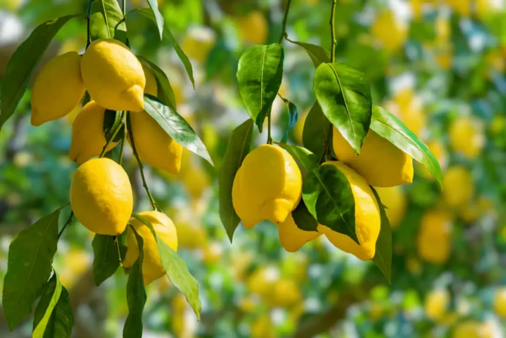 Bunches of fresh yellow ripe lemons on lemon tree branches in Italian garden