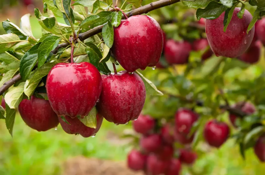 Close-up of Apple Tree