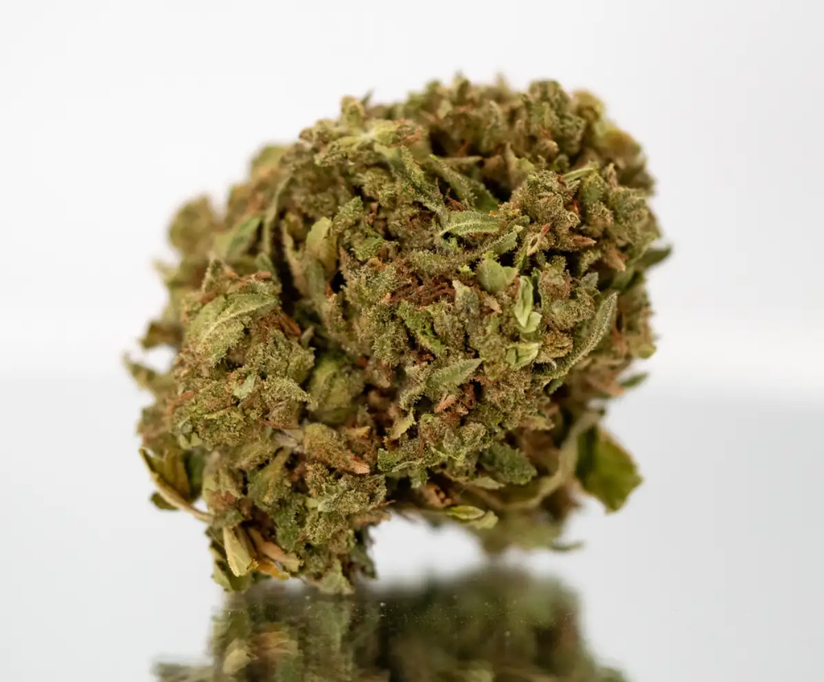 Close up of Maui Wowie Cannabis Strain