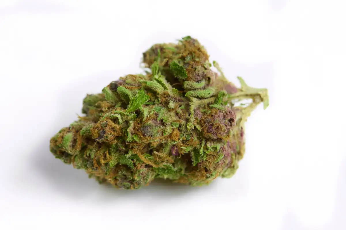 Close up of prescription medical marijuana