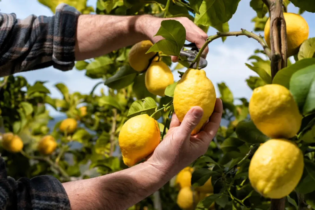 Close-up of the hands of the farmer who harvest the lemons in the citrus grove with scissors