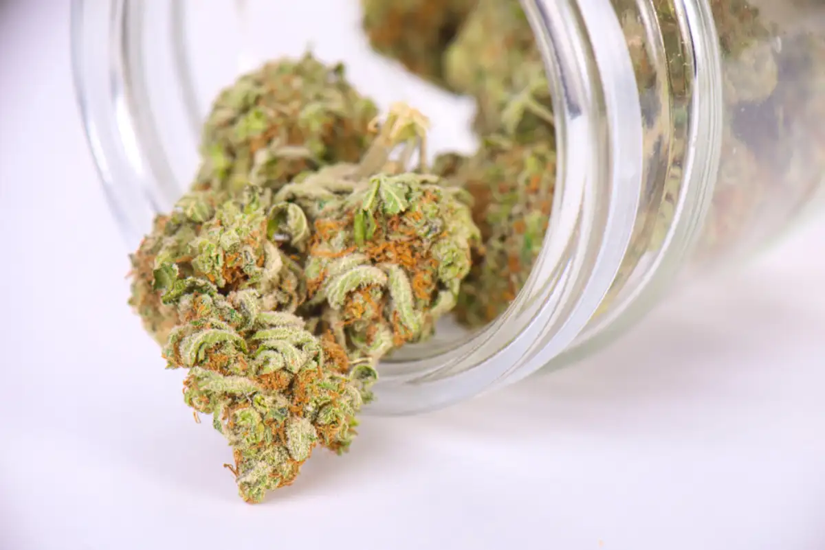 Detail of cannabis buds (sour tangie strain) on glass jar