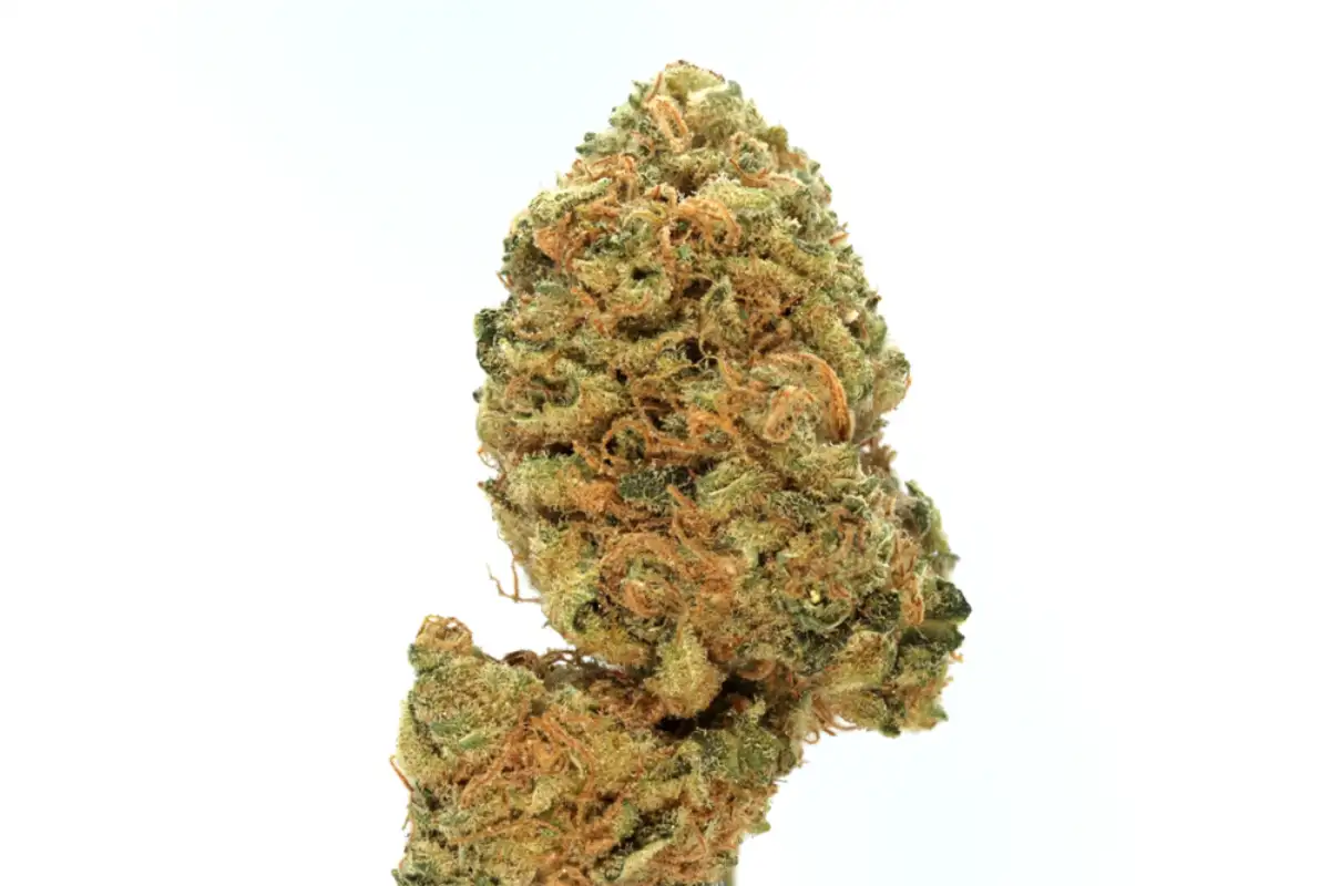 Dried Blue Widow Cannabis bud