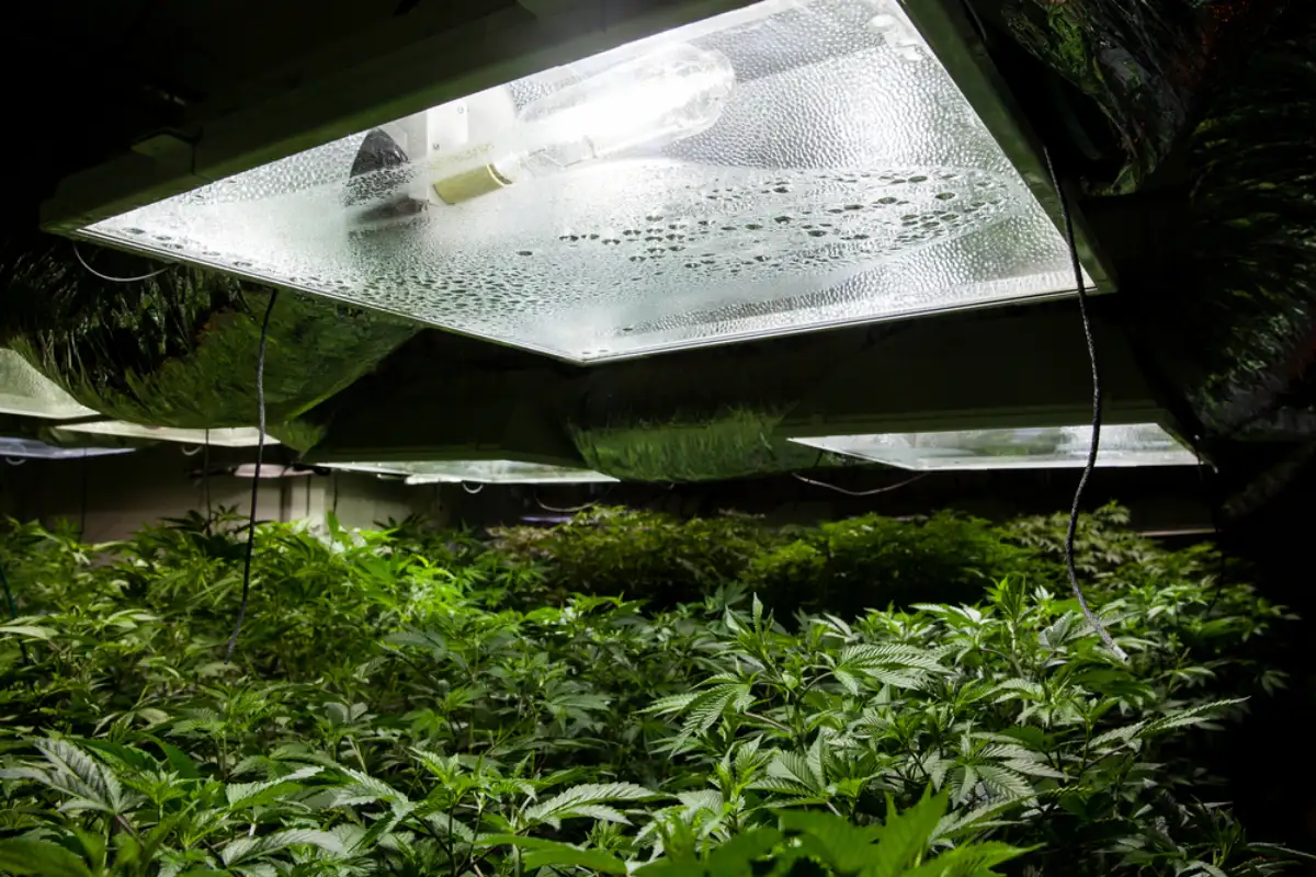 Marijuana grow room with a High Pressure Sodium (HPS) light bulb