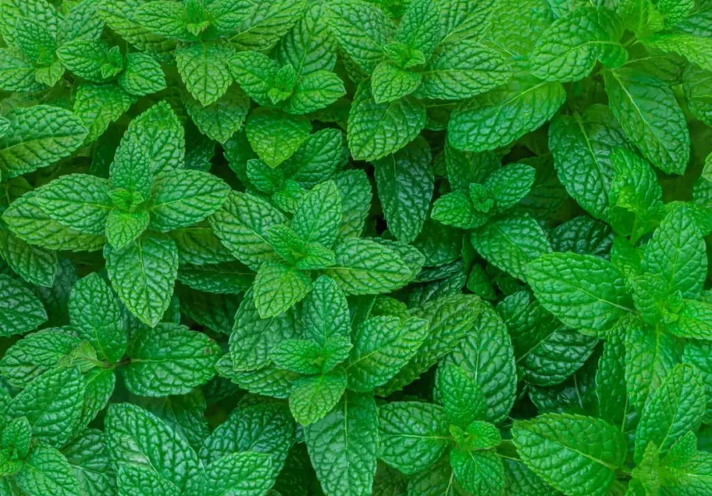 Mint leaves background