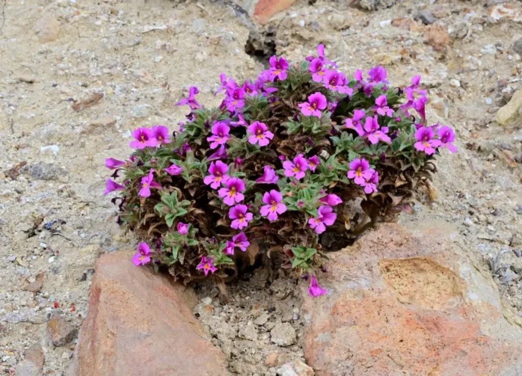 Skunky Monkeyflower