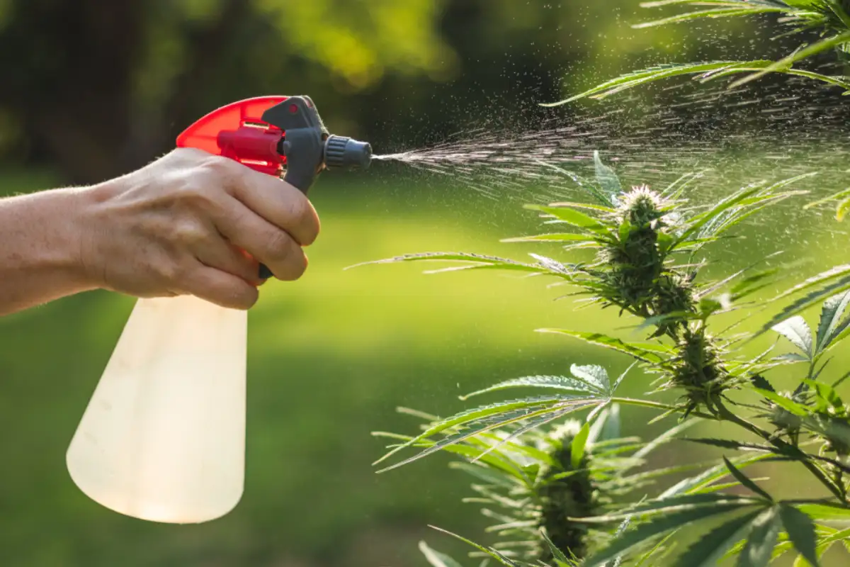 Watering marijuana plant by aerosol can