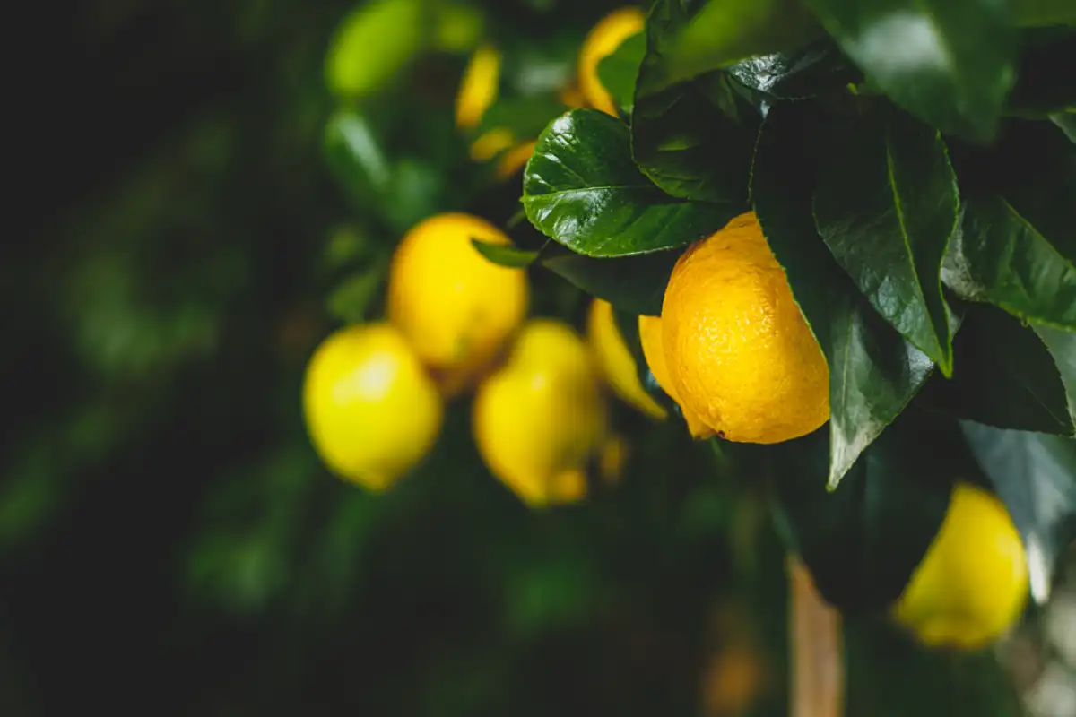 Yellow citrus lemon fruit and green leaves in garden