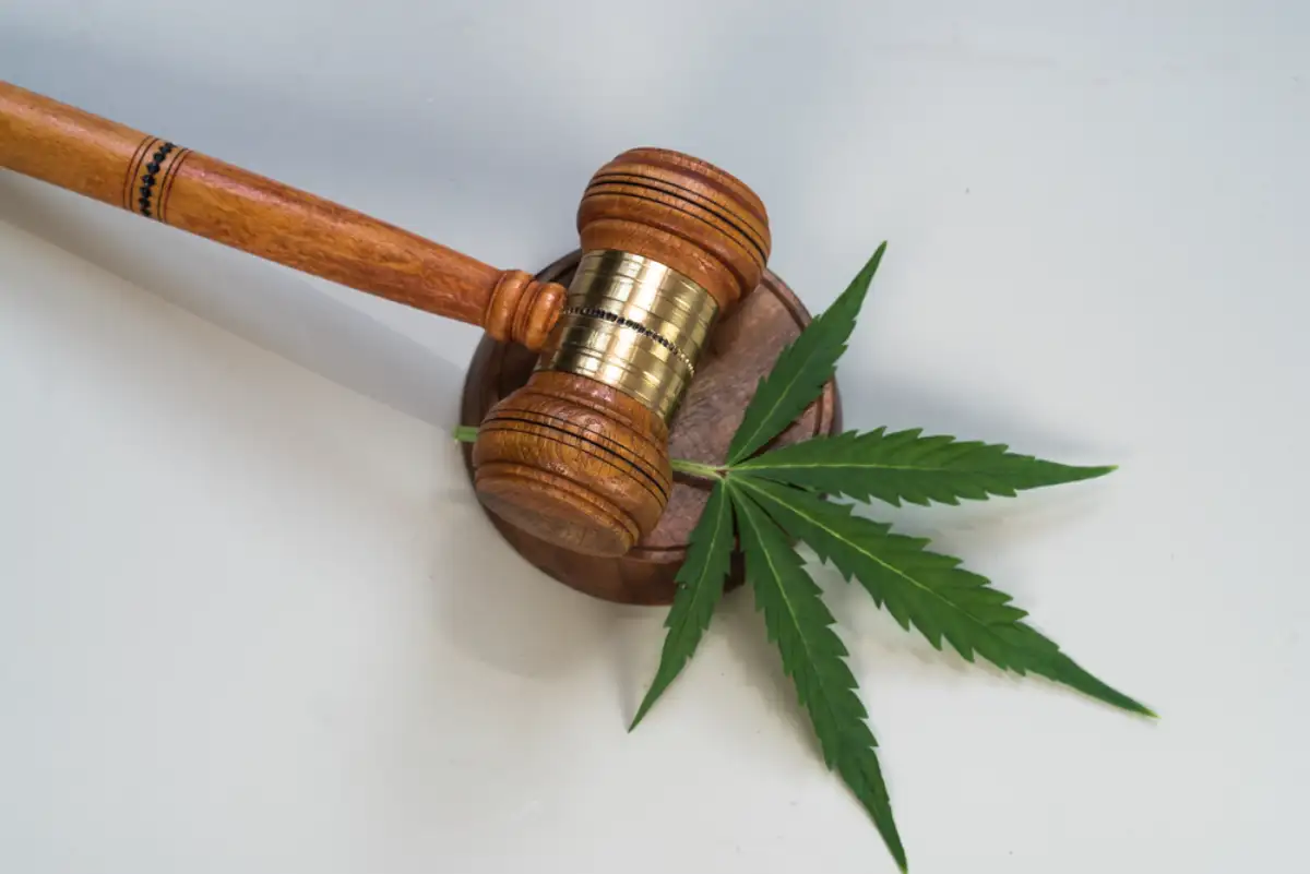 marijuana leaves and judging mallets