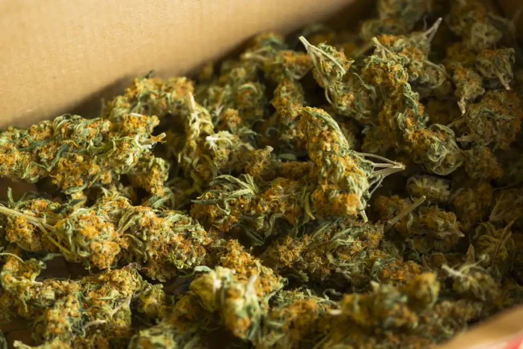 Cannabis buds on box