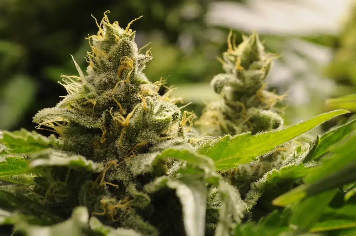 Close up of a marijuana plant in a field