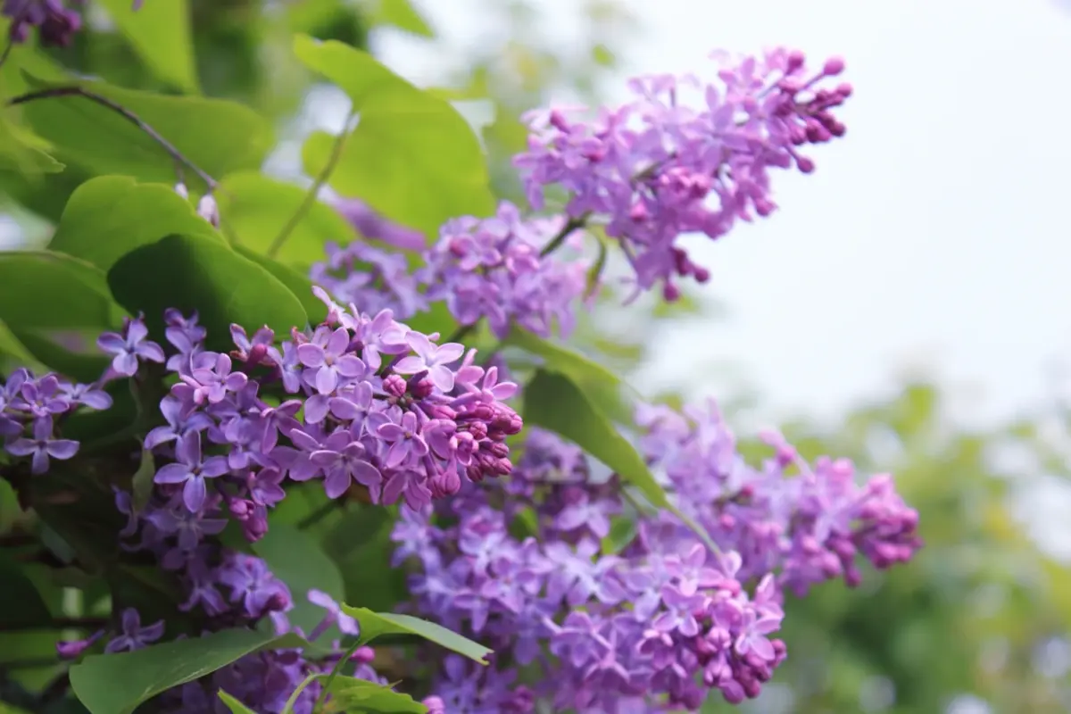 Close up of purple lilac flowers