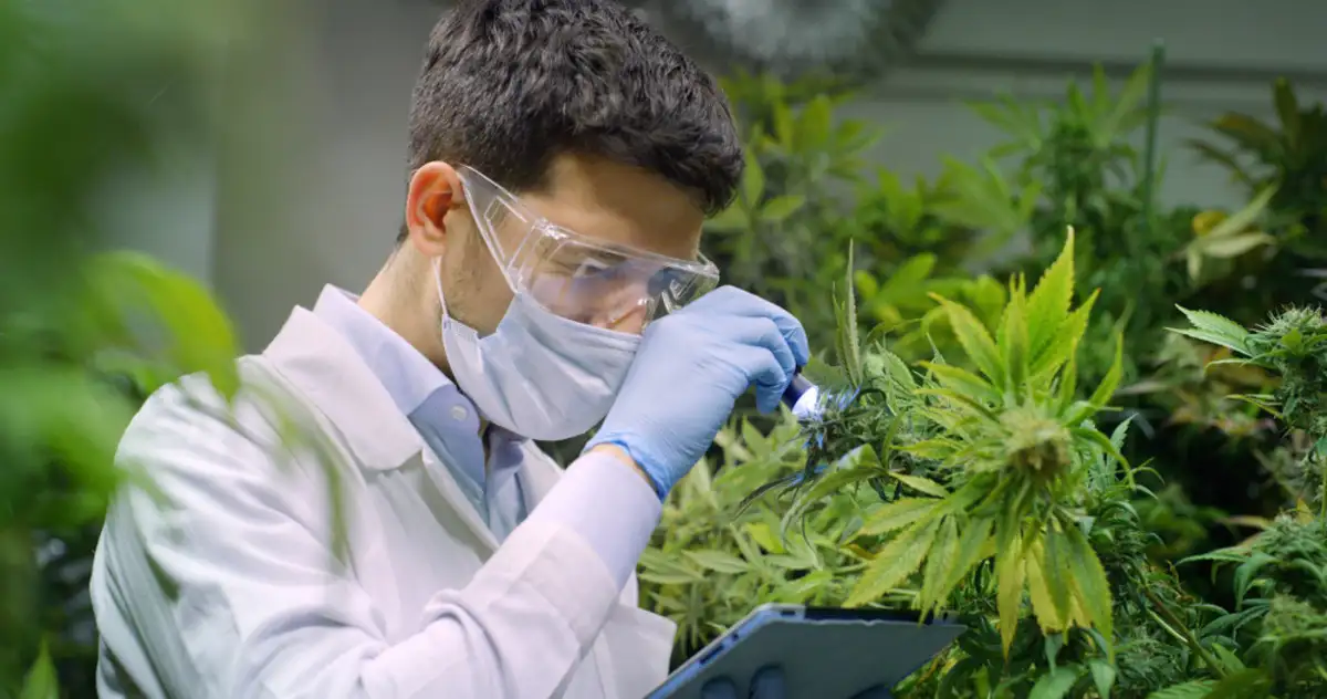 Doctor doing a research on cannabis
