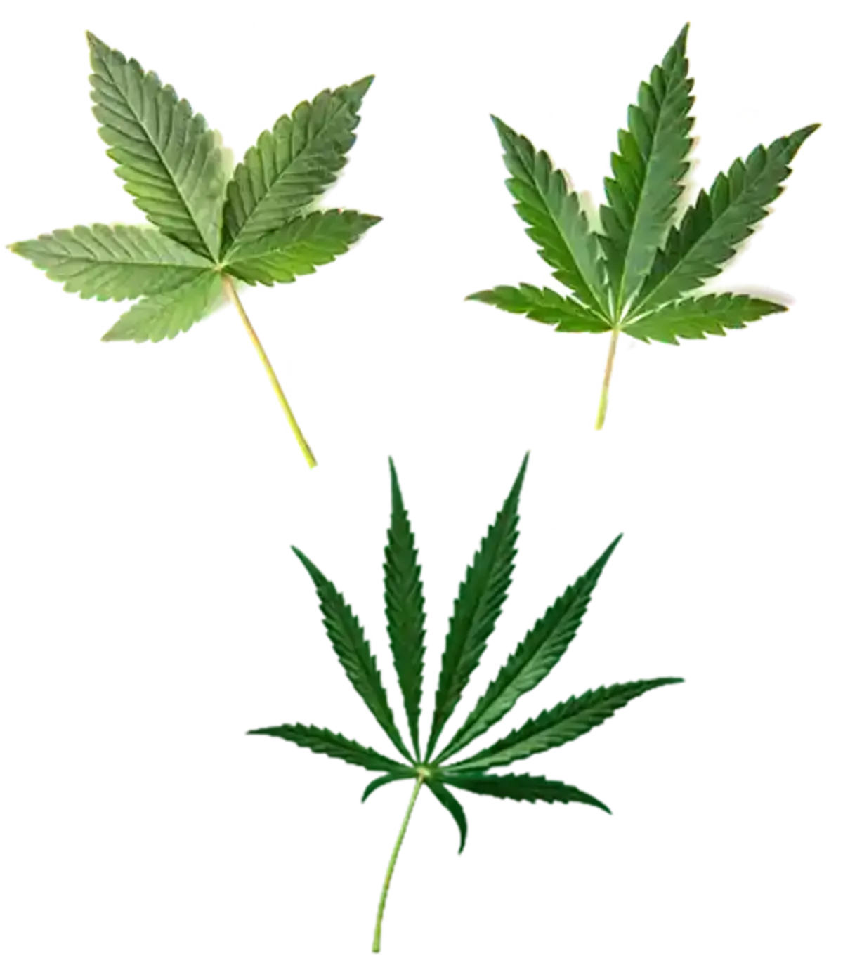 Indica Sativa and Hybrid Strain Leaf