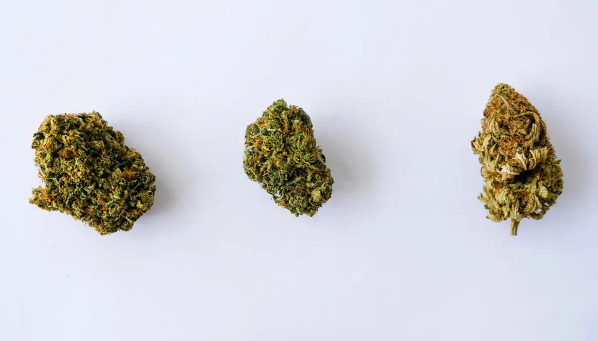 Three different type of cannabis strain