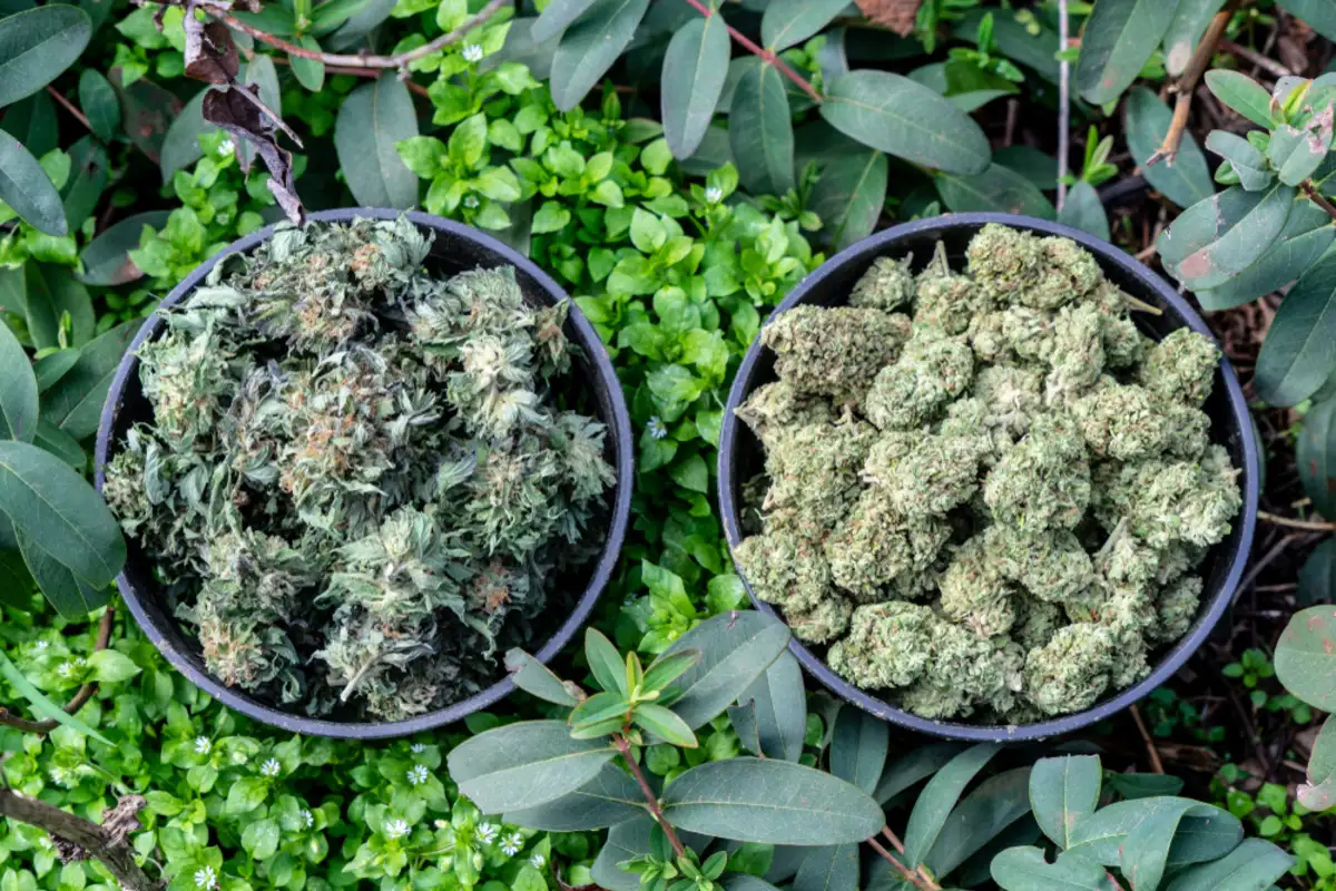 Two cannabis plants