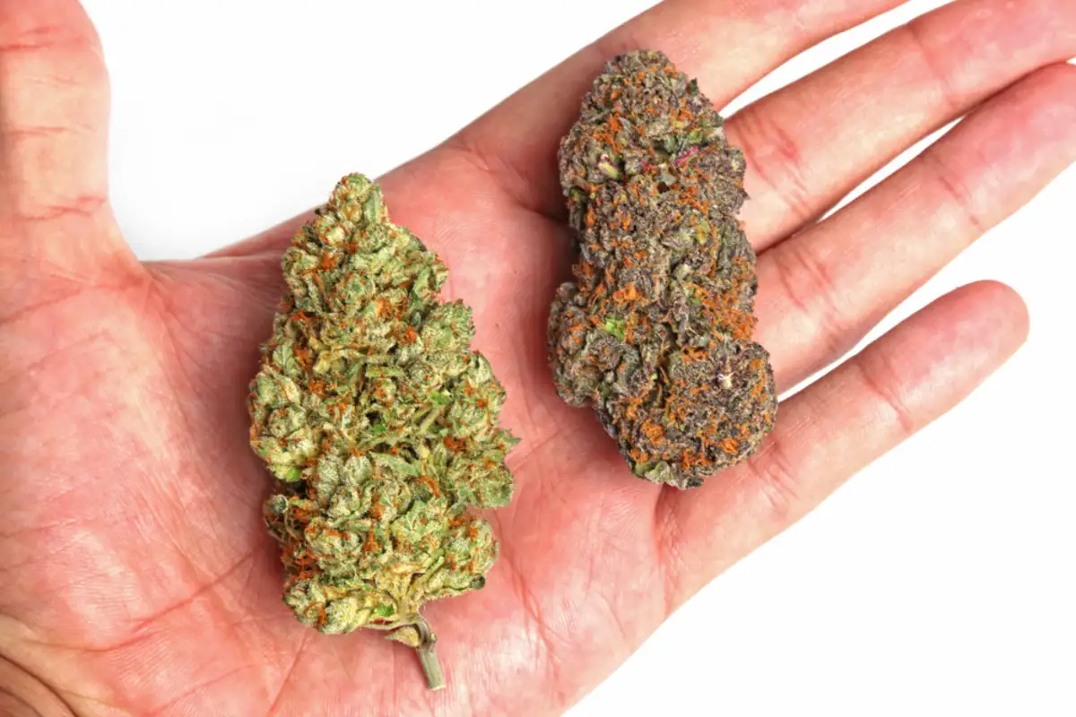 Two different type of cannabis strain