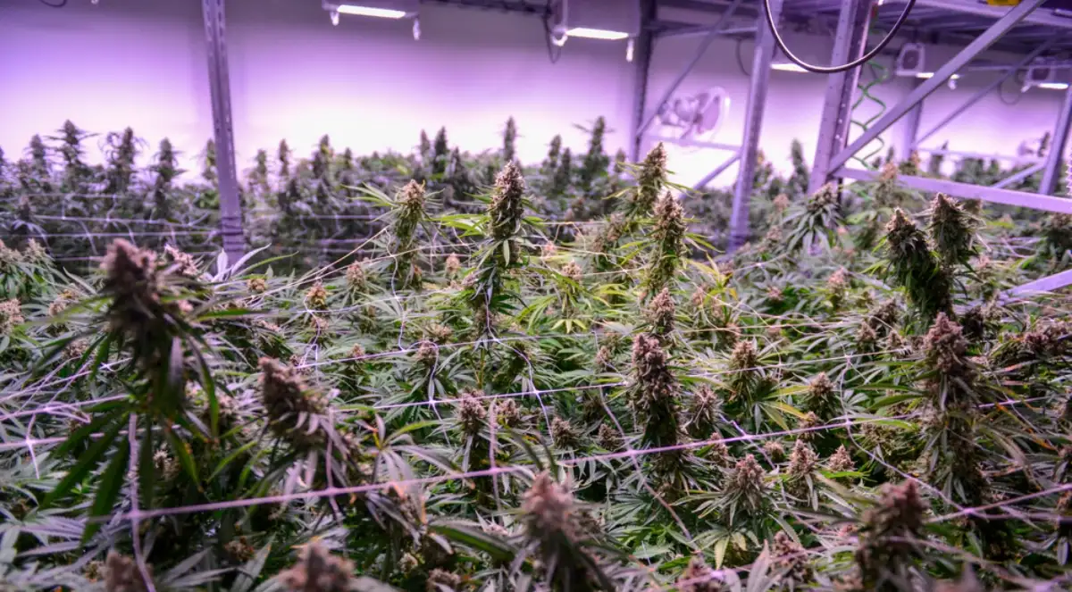 Cannabis Growing under artificial light