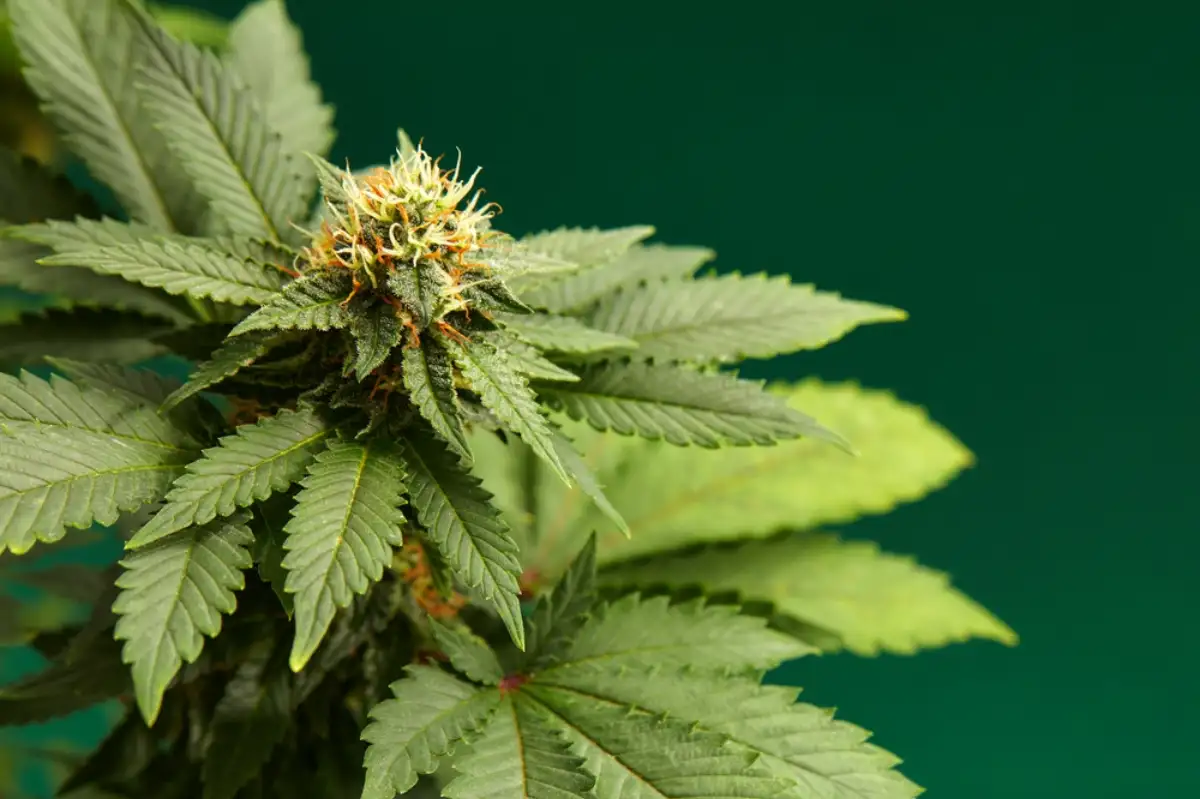 Close-up of a marijuana buds flower