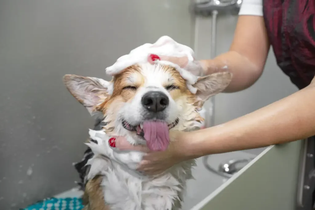 Corgi pembroke dog showering with shampoo