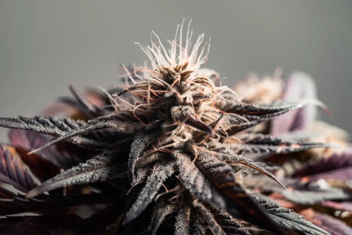 Granddaddy Purple plant covered with trichomes