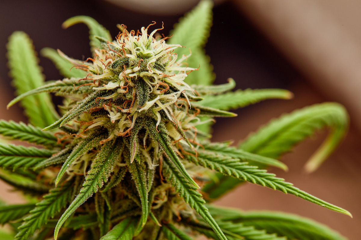 cannabis-bush-close-up-tetrahydrocannabinol-macro