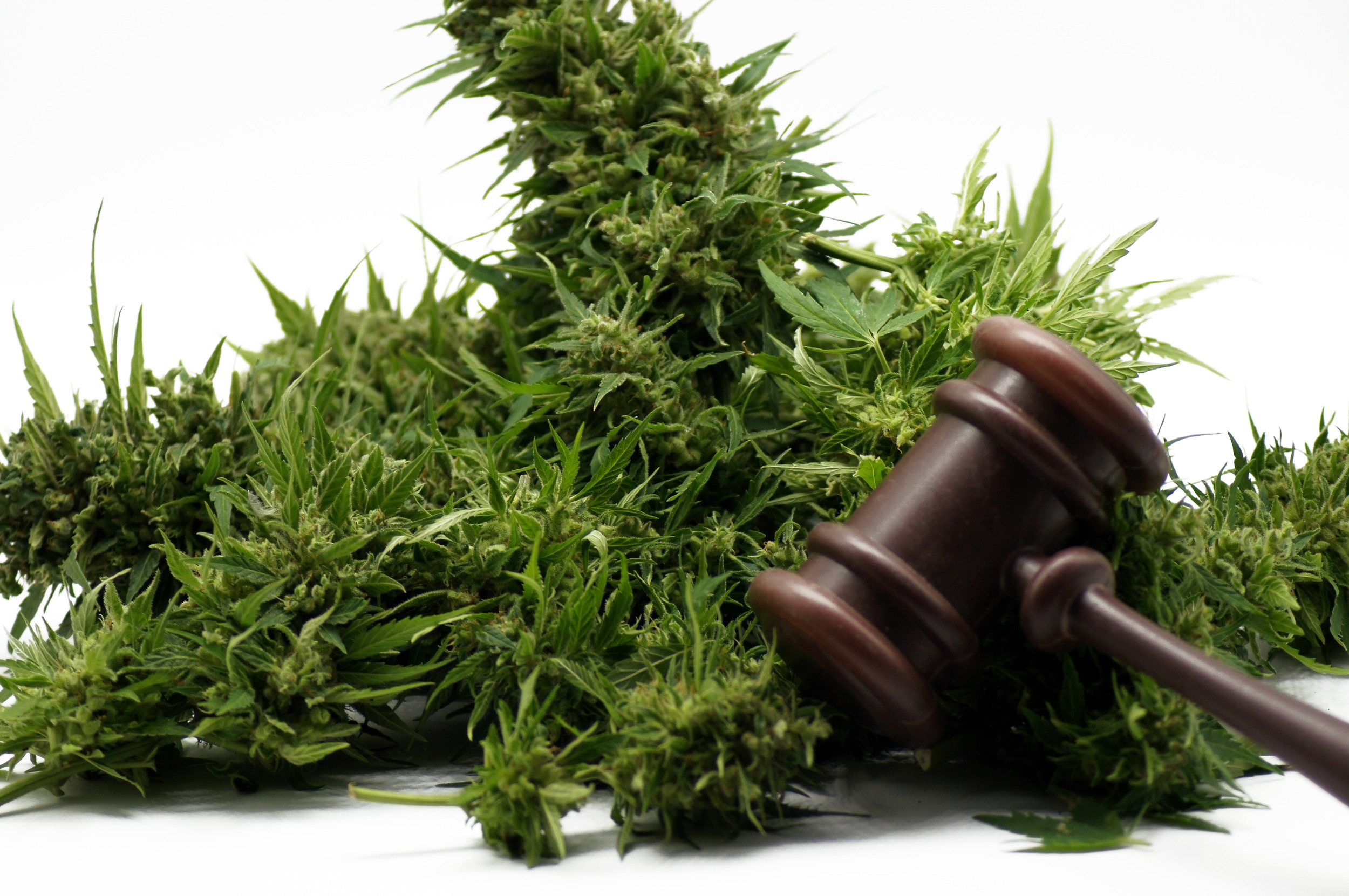 judge-gavel-and-marijuana-on-white-background
